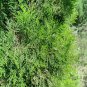 Organic Herba Cacumen Platycladi 250g Chinese Arborvitae Twig Great Quality Herb Powder
