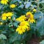 Organic Dried Chrysanthemum Buds 100g Dried Herbal Teas Makes A Healthy Tea Herb Powder