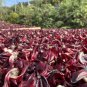 Organic Roselle Tea 250g Dried Buds Dried Roselle Hibiscus Flowers Makes A Healthy Tea Herb Powder