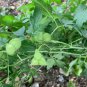 Organic Herba 250g Cardiospermum Halicacabum Lesser Balloon Vine Healthy Tea