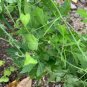 Organic Herba 250g Cardiospermum Halicacabum Lesser Balloon Vine Healthy Tea
