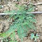Organic Herba 250g Radix Hedysari Manyinflorescaned Sweetvetch Root Hedysarum Polybotrys Hong Qi