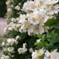 Premium Flower Tea Rosa Multiflora 250g Dry Flower of Baby Rose Great Quality