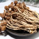 Dried Tea Plant Mushrooms 250g Pure Natural Agrocybe Aegerita Great Quality