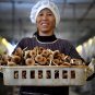 Dried Tea Plant Mushrooms 250g Pure Natural Agrocybe Aegerita Great Quality