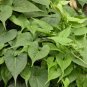 Organic Herba Tuber Fleeceflower Root 250g Premium Radix Polygoni Multiflori Herb Powder