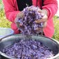 Herb Powder 250g Dried Flower of Kudzuvine Pueraria Lobata Pueraria Flower Makes A Healthy Tea