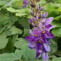Herb Powder 250g Dried Flower of Kudzuvine Pueraria Lobata Pueraria Flower Makes A Healthy Tea