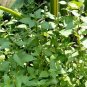 Herb Powder 250g Organic Herba Fineleaf Schizonepeta Herb 250g Herba Schizonepetae Healthy Tea