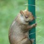 Squirrel Metal Spring Coil Barrier for Birdfeeder Pole Keep Squirrels Away