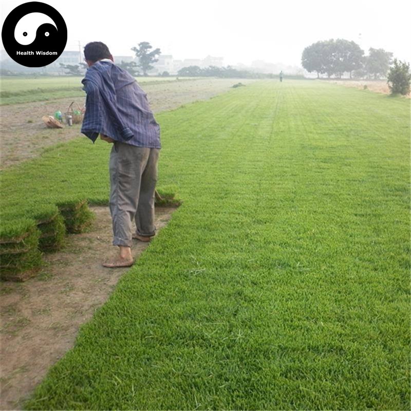 Buy Evergreen Zoysia Japonica Seeds 500pcs Plant Slope ...