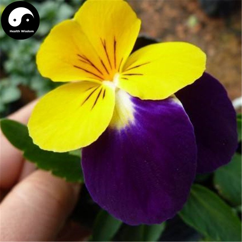 buy viola cornuta flower seeds 100pcs plant viola cornuta buy viola cornuta flower seeds 100pcs plant viola cornuta