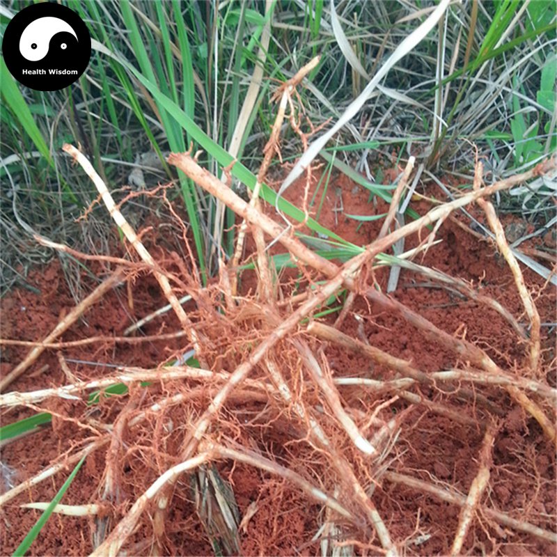 Bai Mao Gen 白茅根, Rhizoma Imperatae, Lalang Grass Rhizome, Imperata ...