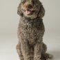 Educator Thick-Haired Contact Points for Educator and Einstein Remote Dog Traini