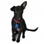 LED Clip-on Pet Safety Light Great for Runners and Dog Walkers Flashing Color Li