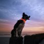 LED Dog Collar, USB Rechargeable Waterproof Safety Pet Dog Collar Light One Size