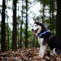 Outdoor Metal Buckle LED Dog Collar, USB Rechargeable, Available in 7 Colors