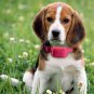 Extra Collar Receiver for 330 yd E-collar for TrainPro Petrainer PET916/PET998