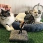 Mouse Feather Interactive Motion Cat Toy, 3 In 1 Fun Swing Spring Teaser