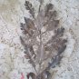 RARE ANTIQUE FRENCH LAUREL LEAF AWARD WITH PRETTY BOW