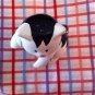 Russ Cat Shaker