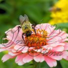 Summer Floral Photo Gift Cards 4 Pack