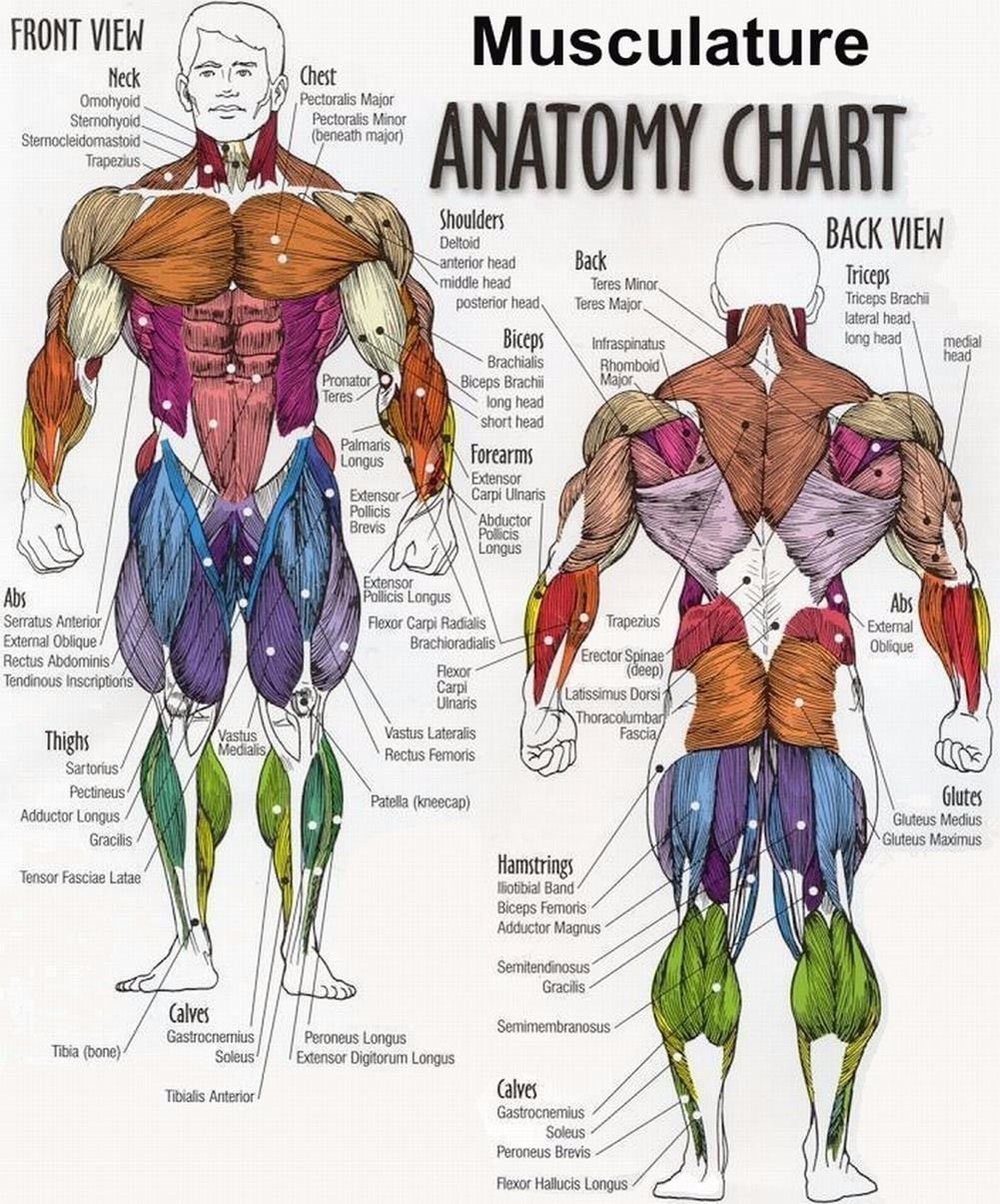 Musculature Anatomy Chart Art 32x24 Poster Decor