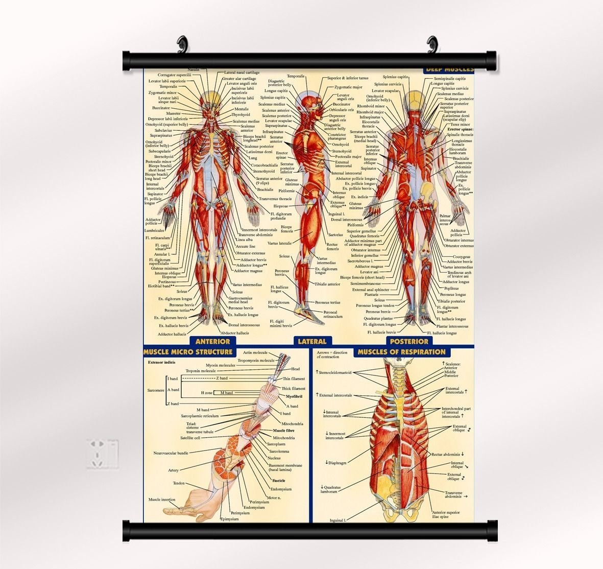 Human Body Anatomical Chart Wall Print POSTER Decor 32x24