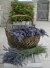 FleursDeFrance
