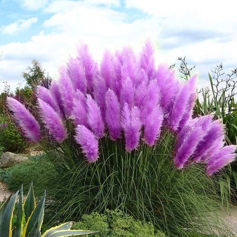 Purple Pampas Grass Seeds Ornamental home garden bonsai pot Plants 600PCS