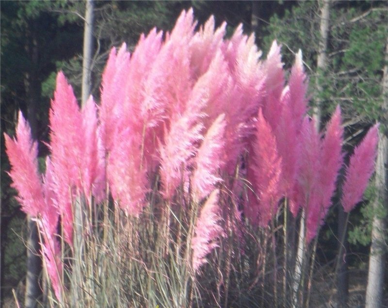 400pcs/bag pampas garss,pampas grass plant,Ornamental Plant Flowers Cortaderia Selloana