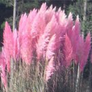 400pcs/bag pampas garss,pampas grass plant,Ornamental Plant Flowers Cortaderia Selloana