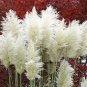 400pcs/bag pampas garss,pampas grass plant,Ornamental Plant Flowers Cortaderia Selloana