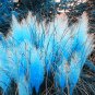 400pcs/bag pampas garss,pampas grass plant,Ornamental Plant Flowers Cortaderia Selloana