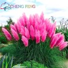 200 Pcs Pampas Grass Seeds Patio And Garden Potted Ornamental Plants New Flowers