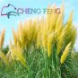 200 Pcs Pampas Grass Seeds Patio And Garden Potted Ornamental Plants New Flowers