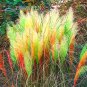 200 Pcs Pampas Grass Seeds Patio And Garden Potted Ornamental Plants New Flowers