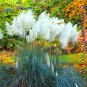 200 Pcs Pampas Grass Seeds Patio And Garden Potted Ornamental Plants New Flowers