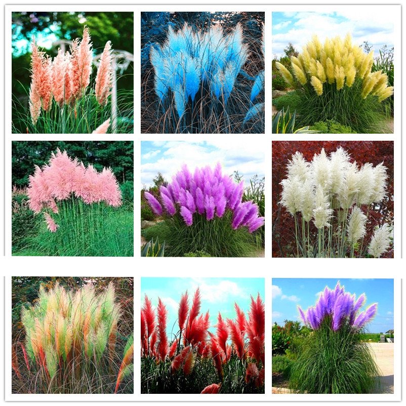 400pcs/bag pampas garss, pampas seeds, pampas grass plant,Ornamental Plant Flowers