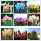 400pcs/bag pampas garss, pampas seeds, pampas grass plant,Ornamental Plant Flowers