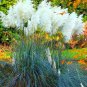 400pcs/bag pampas garss, pampas seeds, pampas grass plant,Ornamental Plant Flowers