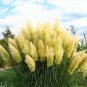 400pcs/bag pampas garss, pampas seeds, pampas grass plant,Ornamental Plant Flowers