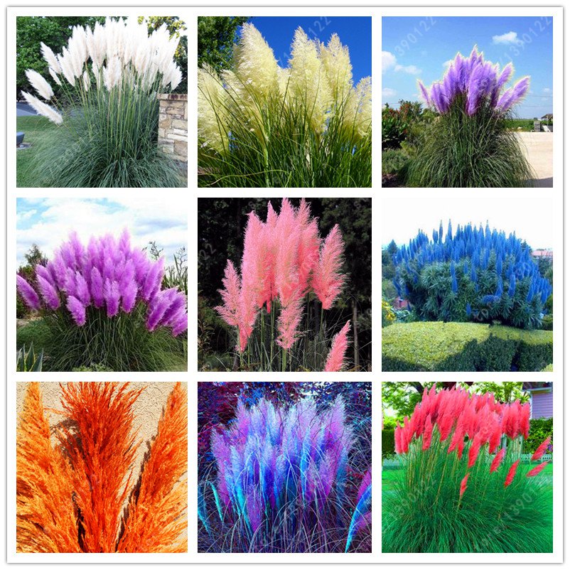 1200 PCS/package PAMPAS GRASS seeds ,rare reed flower seeds, Selloana Garden decoration DIY!