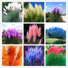 1200 PCS/package PAMPAS GRASS seeds ,rare reed flower seeds, Selloana Garden decoration DIY!