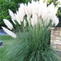 1200 PCS/package PAMPAS GRASS seeds ,rare reed flower seeds, Selloana Garden decoration DIY!