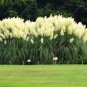 1200 PCS/package PAMPAS GRASS seeds ,rare reed flower seeds, Selloana Garden decoration DIY!