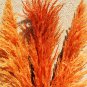 1200 PCS/package PAMPAS GRASS seeds ,rare reed flower seeds, Selloana Garden decoration DIY!