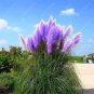 1200 PCS/package PAMPAS GRASS seeds ,rare reed flower seeds, Selloana Garden decoration DIY!