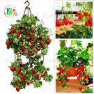 300 Climbing Red Strawberry Seeds very big and delicious ,Heirloom Vegetables and fruit seeds