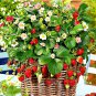 300 Climbing Red Strawberry Seeds very big and delicious ,Heirloom Vegetables and fruit seeds